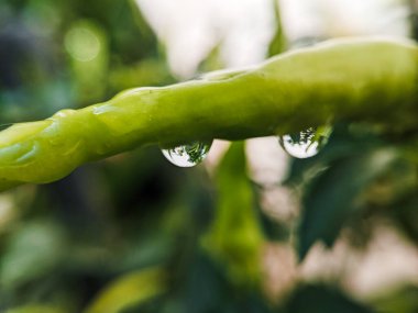 Bahçedeki yağmurda ıslanmış kırmızı biber bitkileri