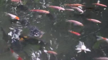 beautiful ornamental fish in a pond