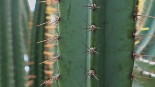 Cactus Achter Zon Voor Filmische — Stockvideo