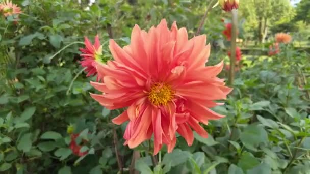 Beautiful Orange Dahlia Flowers Blowing Wind Botanical Garden — Wideo stockowe