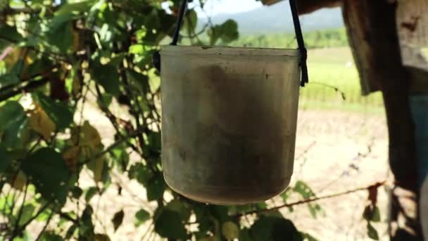 Bucket Hanging Hut Rice Field — Stock Video