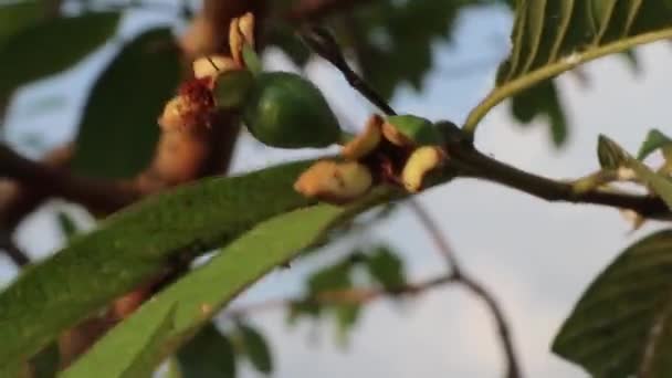 Guava Träd Som Bär Frukt Vinden Blåser Risfälten — Stockvideo