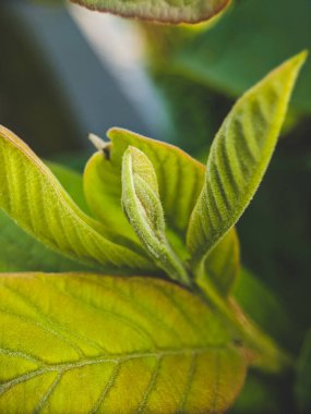 Guava yaprakları makro mercekle yakından çekilir.