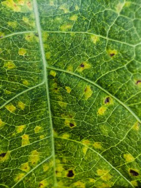 yeşil yaprak dokusu makro mercekle çekilmiş