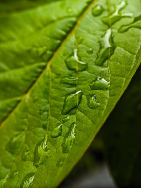 Üzerinde guava yaprakları ve su var.