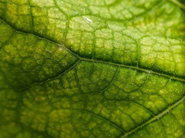 Groen Blad Textuur Genomen Met Een Macro Lens — Stockfoto