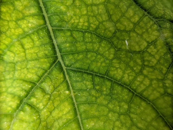 Textura Verde Folha Tomada Com Uma Lente Macro — Fotografia de Stock