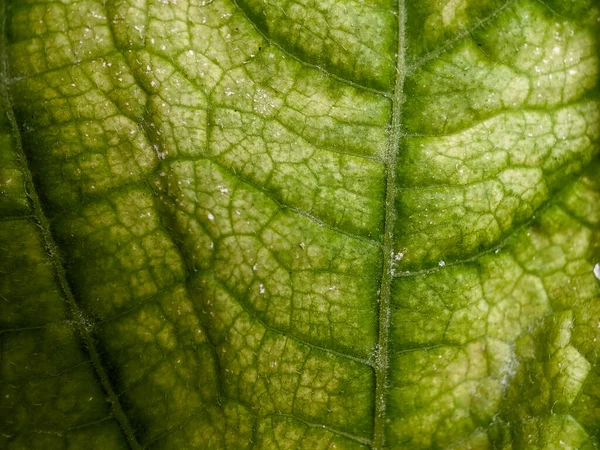Zielony Liść Tekstury Wykonane Soczewki Makro — Zdjęcie stockowe