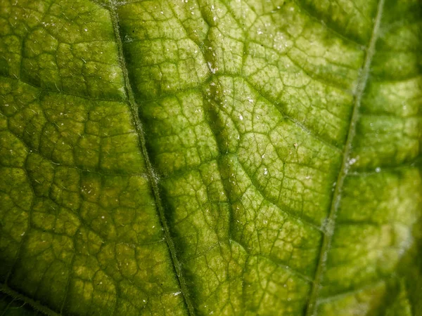 Groen Blad Textuur Genomen Met Een Macro Lens — Stockfoto