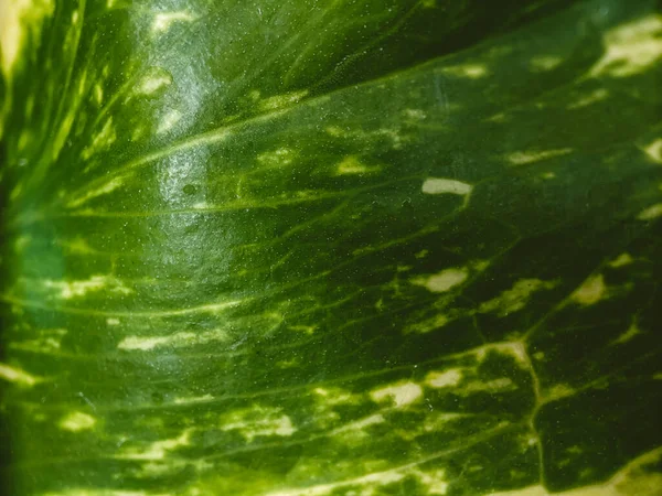 Groen Blad Textuur Genomen Met Een Macro Lens — Stockfoto