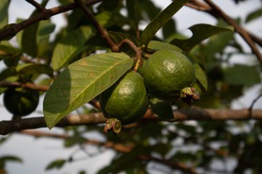 Genç guava meyvesi öğleden sonra yakından alınır.