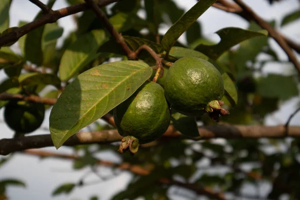 Genç guava meyvesi öğleden sonra yakından alınır.