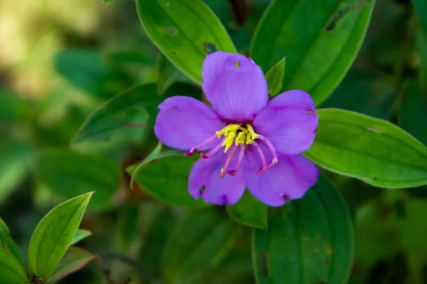Piękne Purpurowe Kwiaty Bardzo Pięknymi Zielonymi Liśćmi Obraz Stockowy