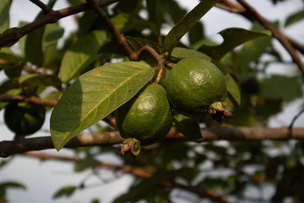 Młody Owoc Guawy Jest Zabierany Bliska Południu Zdjęcie Stockowe