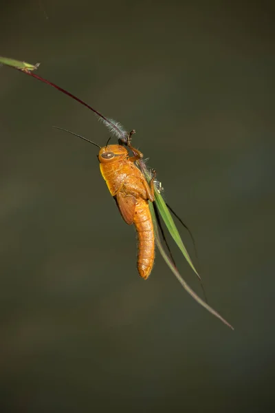 Libélula Posada Una Planta Cerca Del Río —  Fotos de Stock