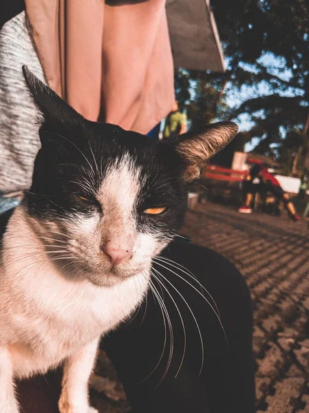 Bir kedi ve bir kadın koşu yolunun kenarında dinleniyorlar.
