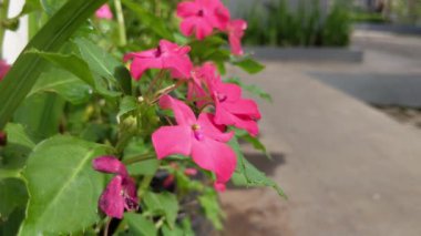 Karınca ve böceklerin sabahları istila ettiği çiçeklere karşı sabırsız.