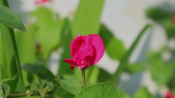 Impatiens Kwiat Roślin Wieje Wietrze Rano — Wideo stockowe