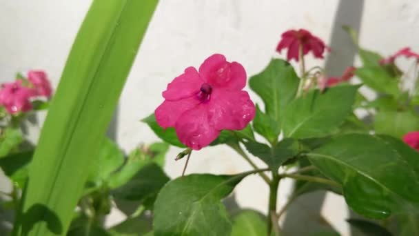 Impatiens Kwiat Roślin Wieje Wietrze Rano — Wideo stockowe