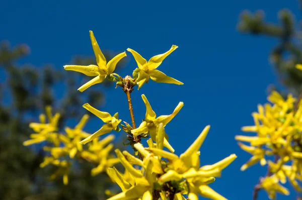 Mavi gökyüzüne karşı dal sarı çiçek