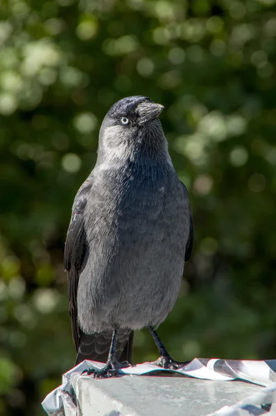 Серый jackdaw на зеленом фоне — стоковое фото