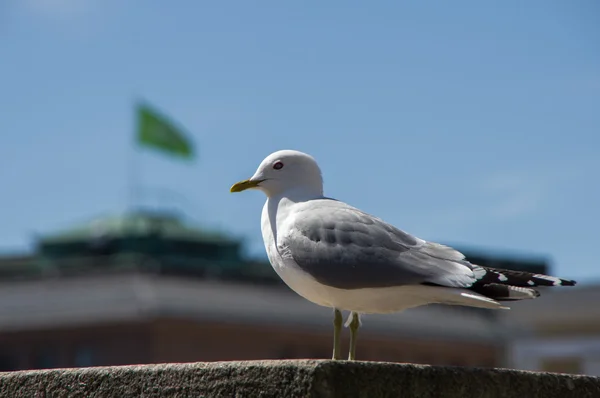 緑色の旗の背景にシーガル — ストック写真