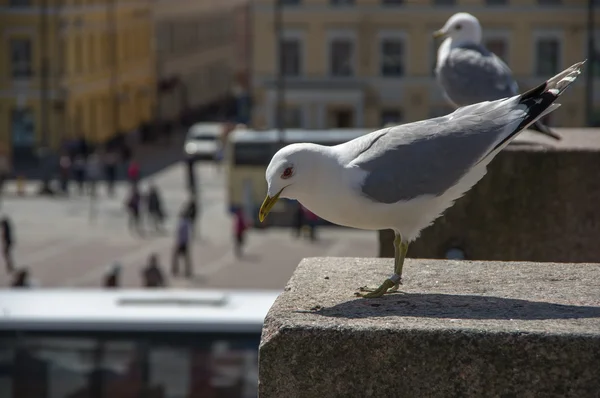 Granit kaya Şehir Meydanı bir arka plan üzerinde martı