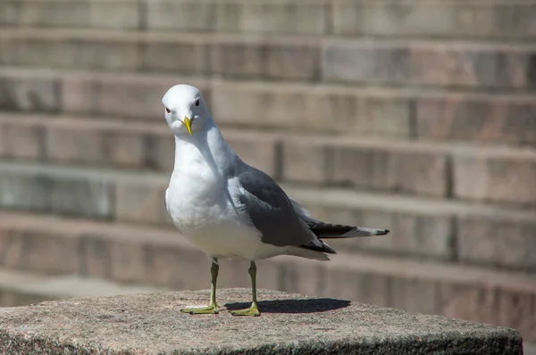 Λευκό seagull για τα πέτρινα σκαλοπάτια — Φωτογραφία Αρχείου