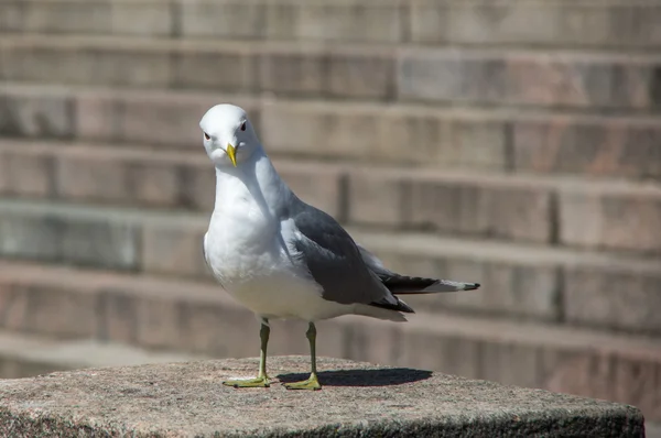 Gaviota blanca en los escalones de piedra —  Fotos de Stock