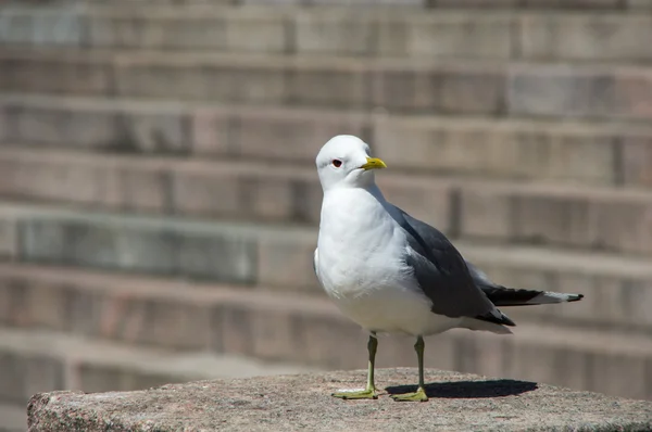 Gaviota blanca en los escalones de piedra —  Fotos de Stock