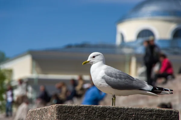 Seagull για το υπόβαθρο των ανθρώπων στην πόλη — Φωτογραφία Αρχείου