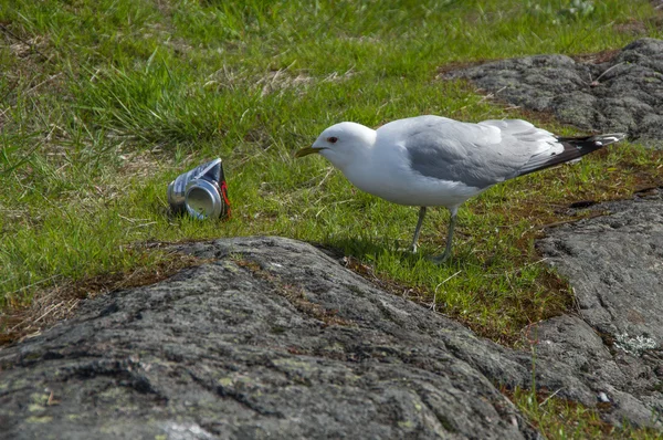 Gaviota blanca y lata de aluminio sobre una piedra —  Fotos de Stock