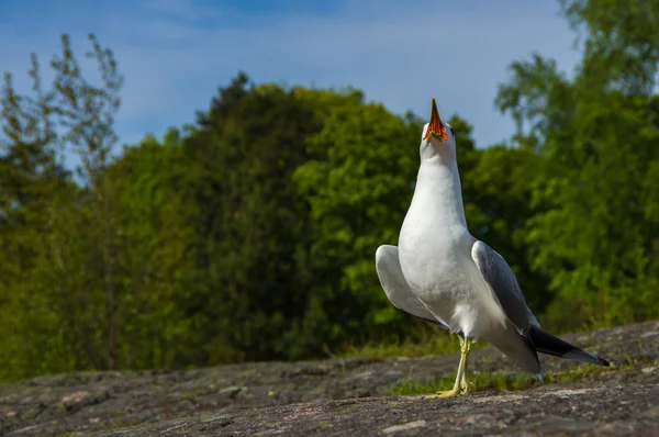 Cantando gaviota blanca sobre piedra de granito —  Fotos de Stock