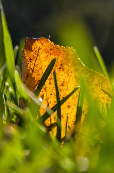 Yeşil çimenlerin üzerinde düşen sarı yapraklar