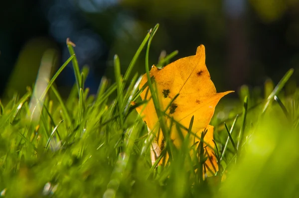 Fallen yellow leaves on green grass — Stock Photo, Image