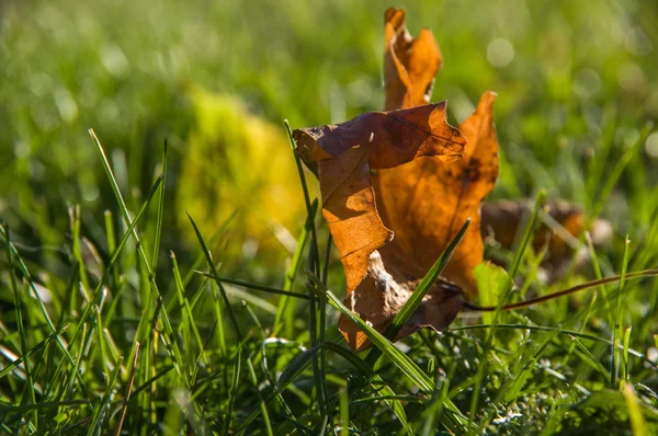 Pattern of yellow and red fallen leaves — Stock Photo, Image