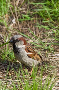 Yeşil çimlere oturup kahverengi serçe