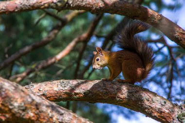 bir iğne yapraklı ağaç dalları üzerinde oturan sincap