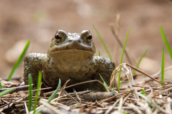 Green frog sitting in the dry grass — Stock Photo, Image