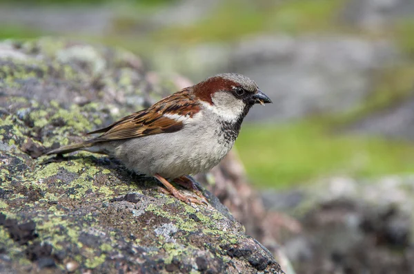 Brown sparrow sitting on a gray stone — Stock Photo, Image