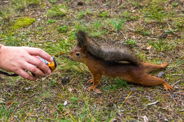 Squirrel would consider the action-camera in the hands of man — Stock Photo, Image