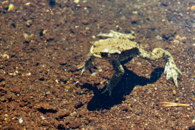 Açık suda yüzen kurbağa