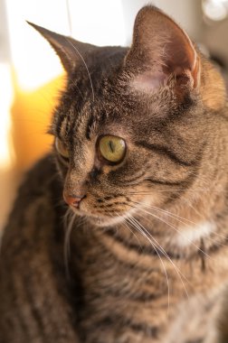 Avrupa shorthaired kedi