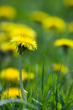 Yaz aylarında sarı karahindiba alan. Kır çiçekleri