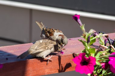Serçe yavrusunu besleme. Şehirde yaz.