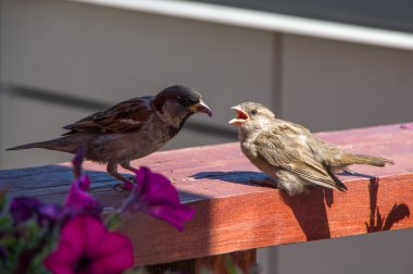 Serçe yavrusunu besleme. Şehirde yaz.