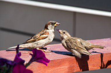 Serçe yavrusunu besleme. Şehirde yaz.