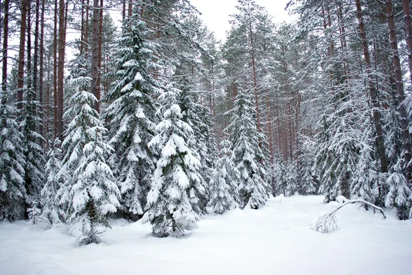 Kar kış ormandaki ağaçlar. Ocak