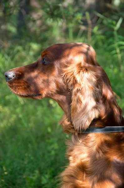 Retrato de un setter irlandés. En un paseo por el parque . — Foto de Stock