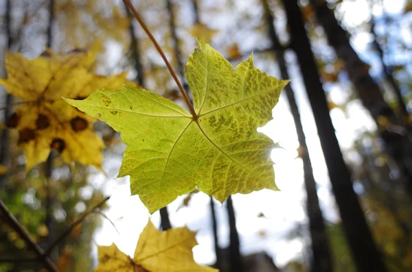 Yellow autumn leaves against the trees — Stock Photo, Image